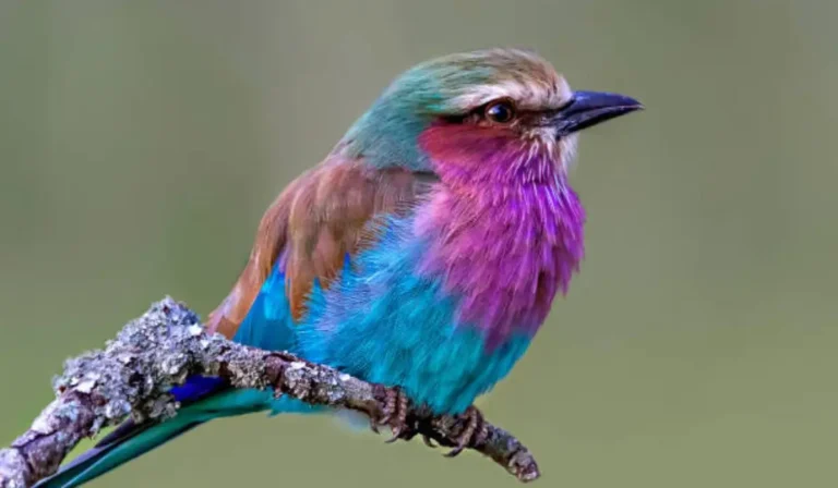 10 Amazing Birds With Afros Feathered Wonders