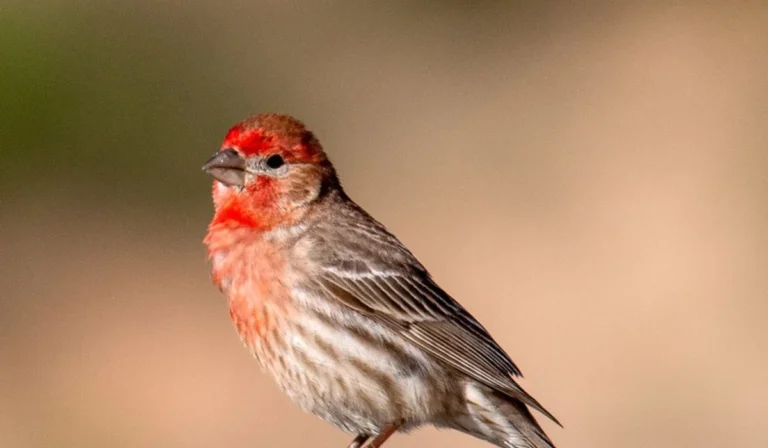 15 Types Of Nightbirds in Texas: Explore Now