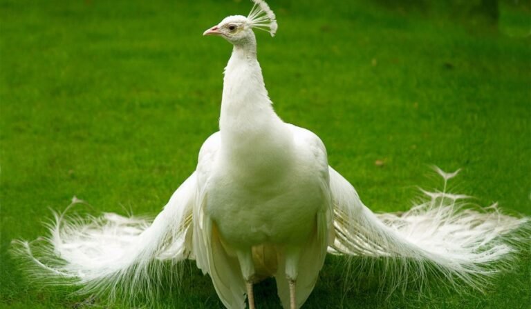 Albino Peacock Mystique