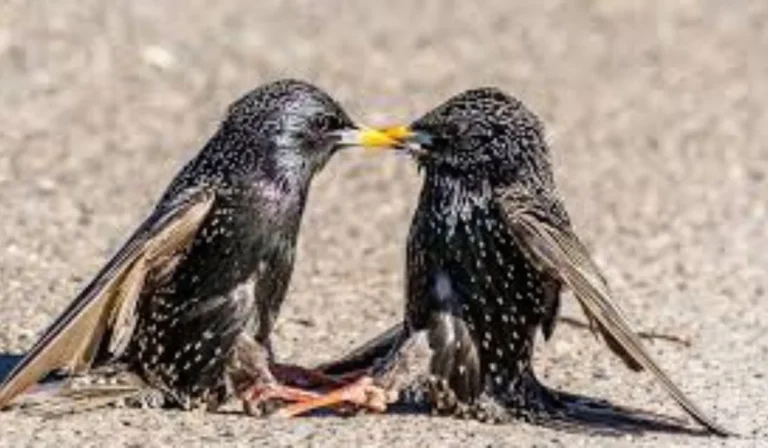 Birds Going Crazy Outside