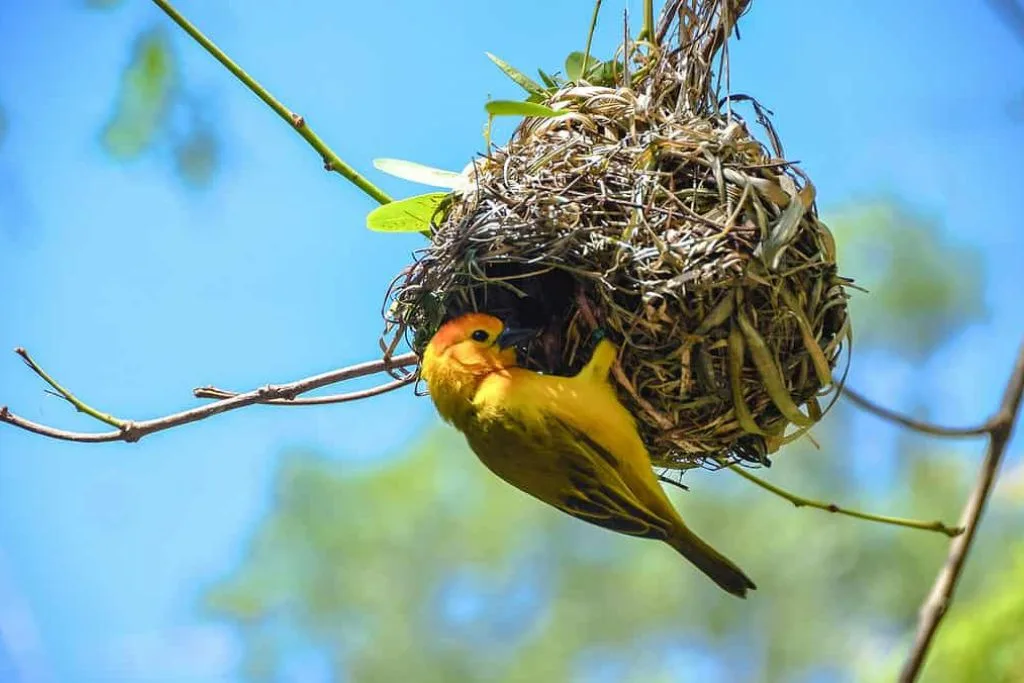 Birds' Nesting Habits and Human Impact