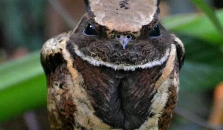 Birds That Look Like Dragons
