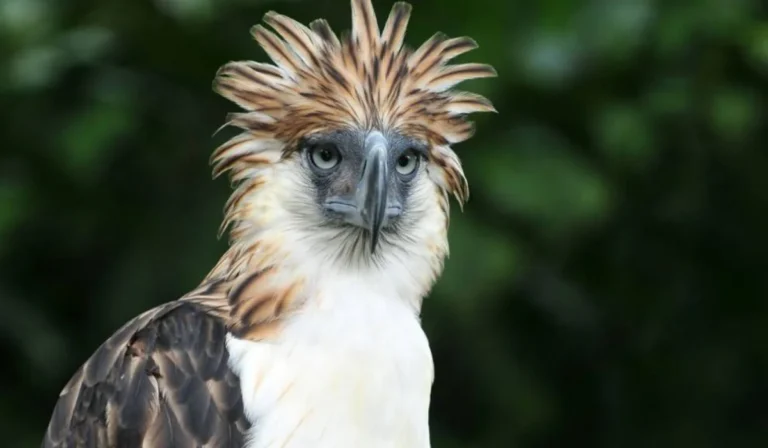 Birds With Hair Sticking Up On Their Heads