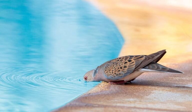 Can Birds Drink Pool Water Essential Safety Tips