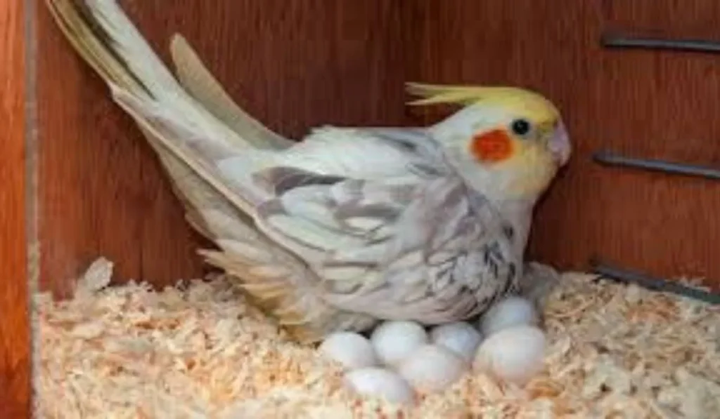 Can Birds Move Their Eggs