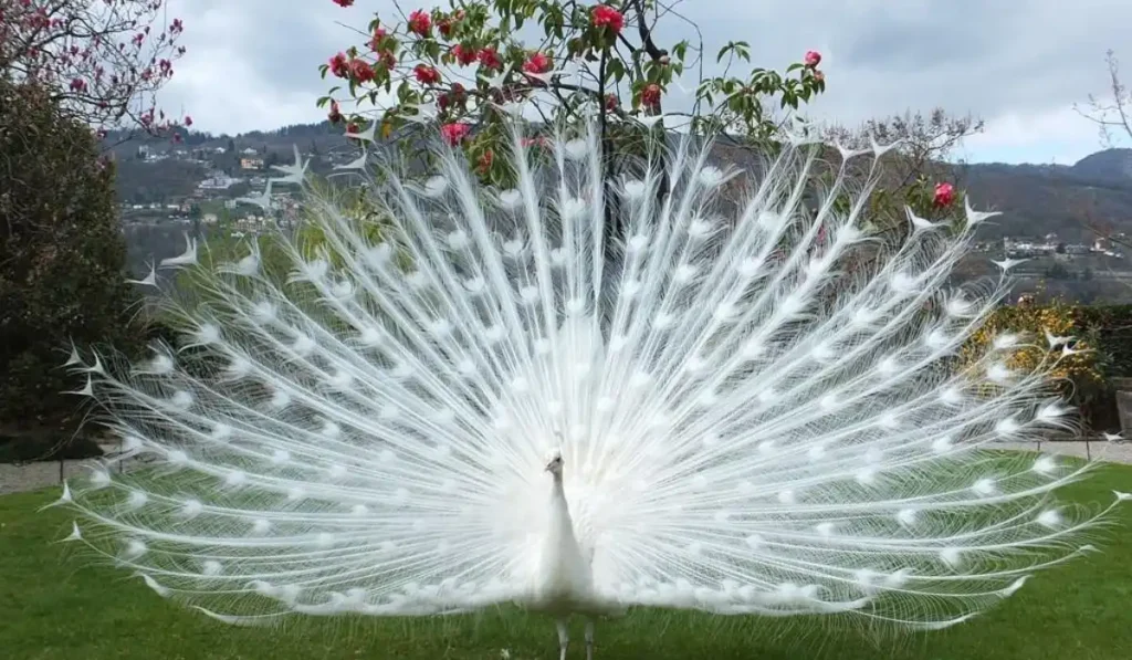 Caring for an Albino Peacock