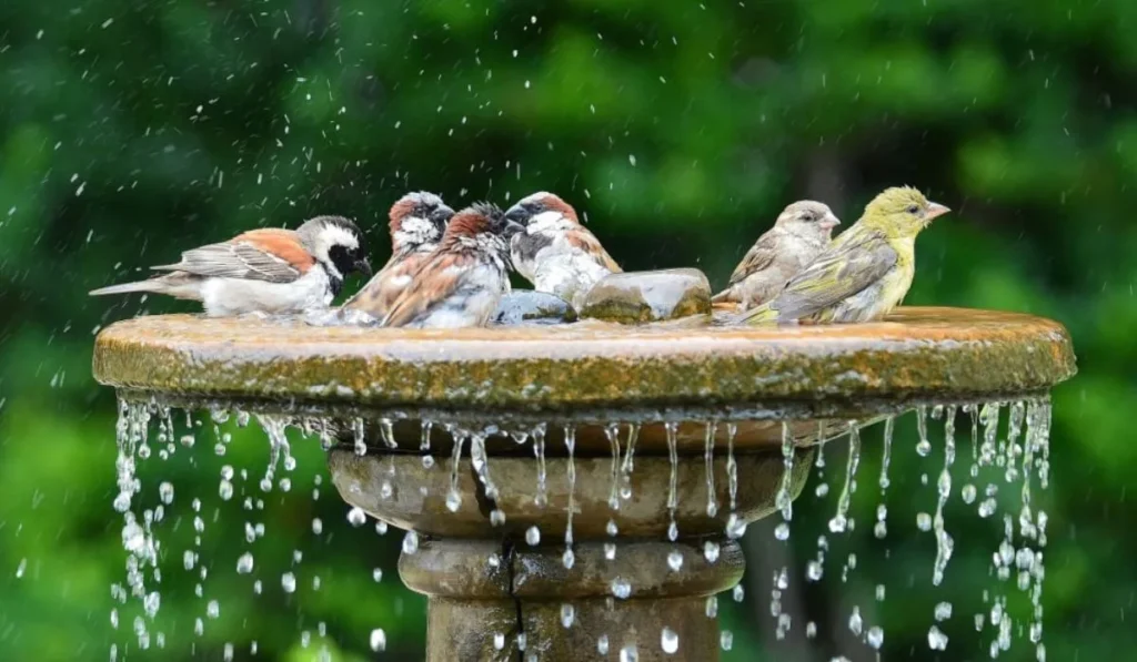 Crow Bird Bath Attracting Nature's Mystique to Your Yard