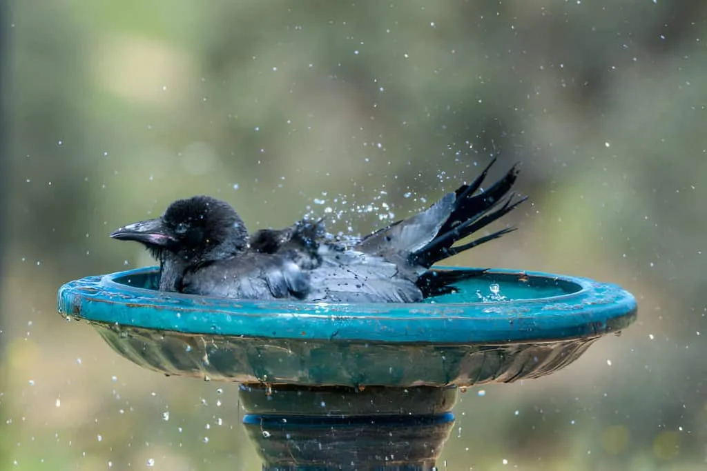 Designing Your Crow Bird Bath