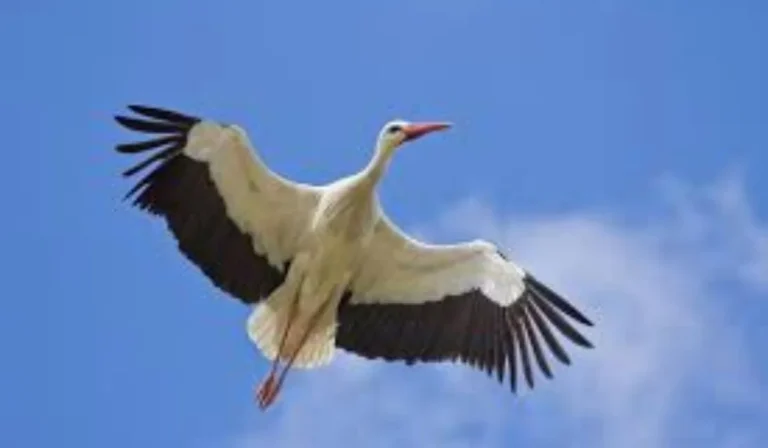Do Birds Go to Heaven