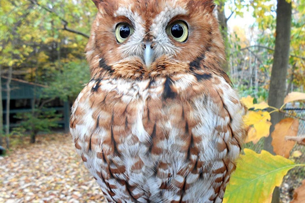 Eastern Screech-Owl