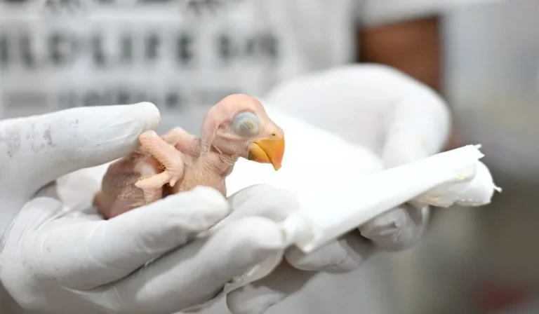 Seeing Baby Birds Spiritual Meaning