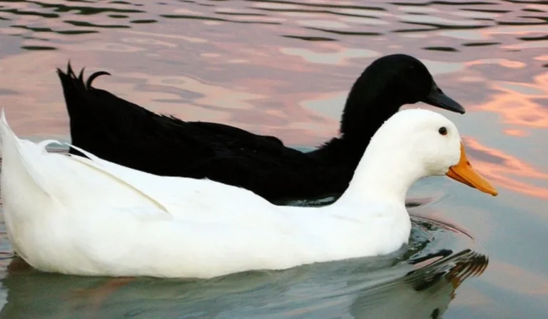 Stunning Black and White Duck