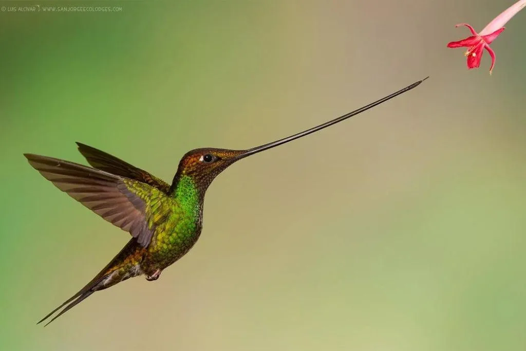 Sword-Billed Hummingbird