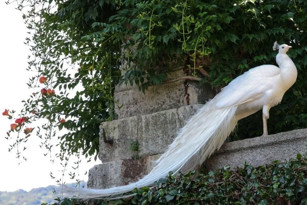 Where Does the Albino Peacock Live