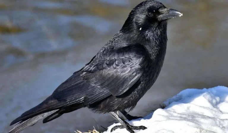 Why Do Mockingbirds Chase Crows