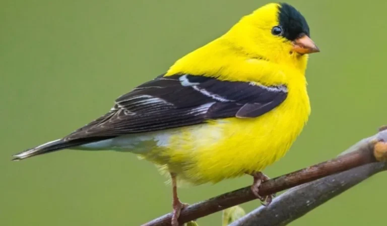 Yellow Birds in San Diego