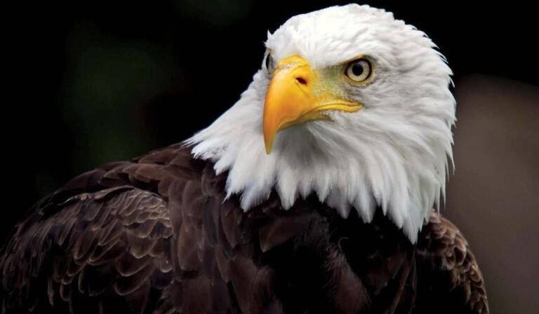 10 Types Of Eagles In Russia: