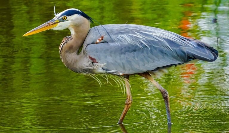 10 Types of Herons in California:
