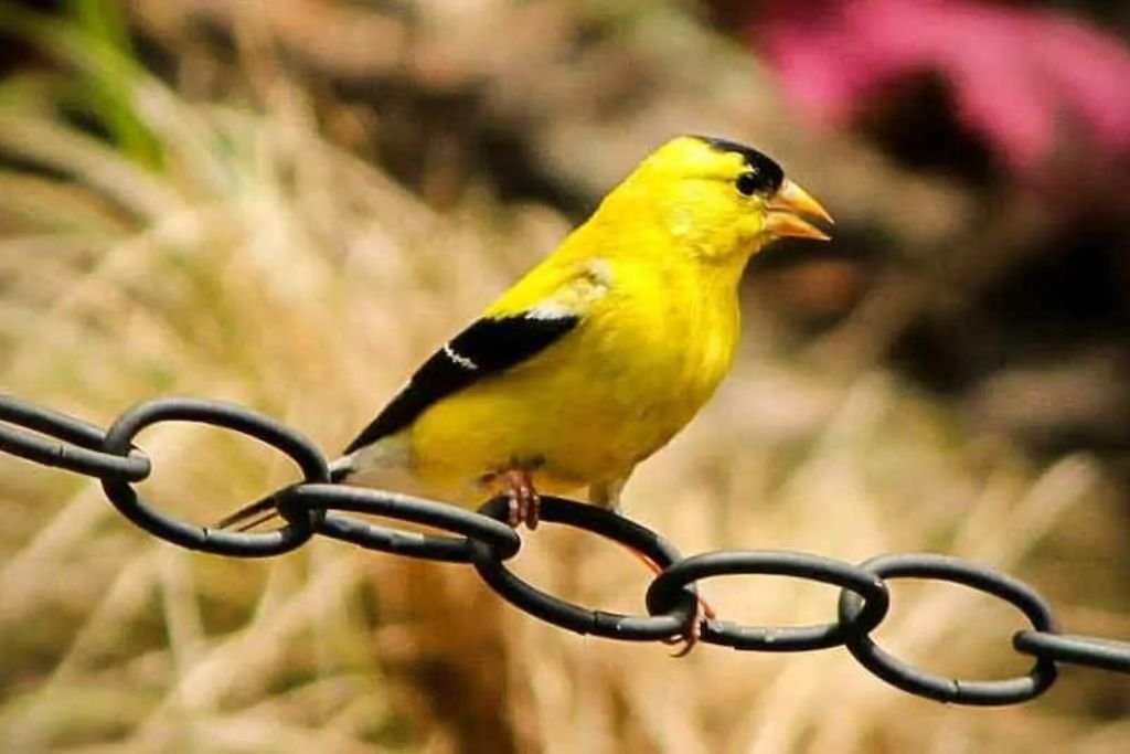 10 Types of Yellow Birds in New York