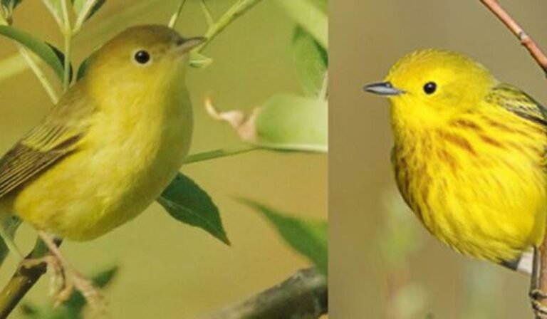 10 Types of Yellow Birds in New York