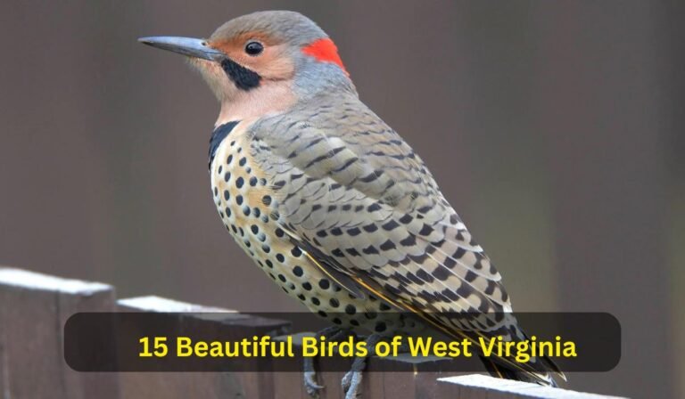 15 Beautiful Birds of West Virginia