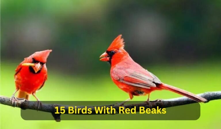 15 Birds With Red Beaks