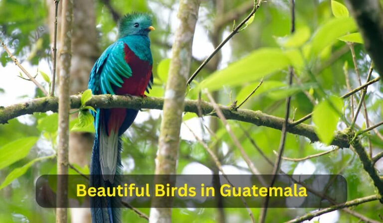 Beautiful Birds in Guatemala
