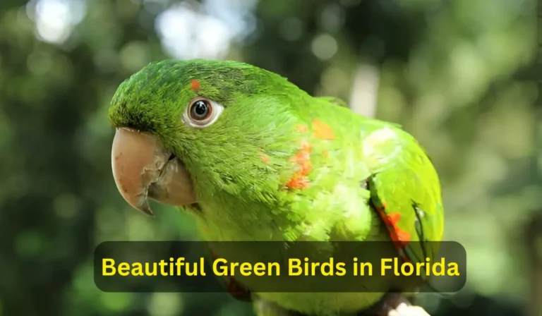 Beautiful Green Birds in Florida