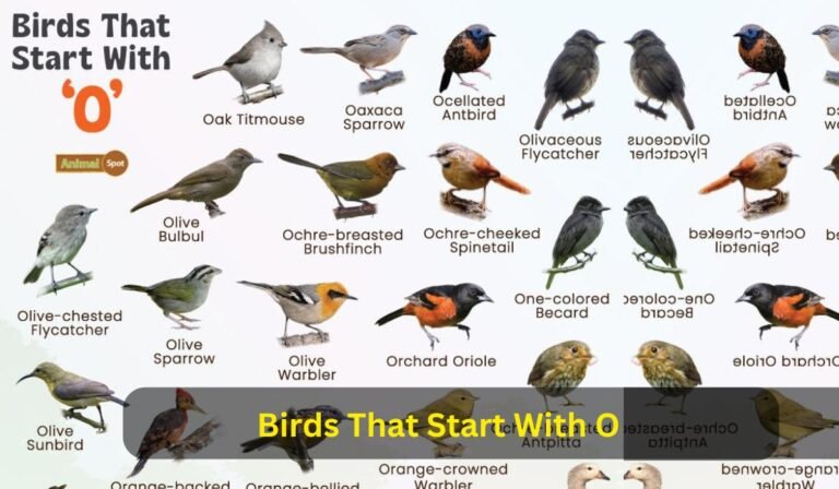 Birds That Start With O
