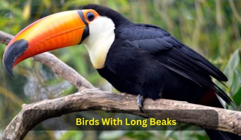 Birds With Long Beaks
