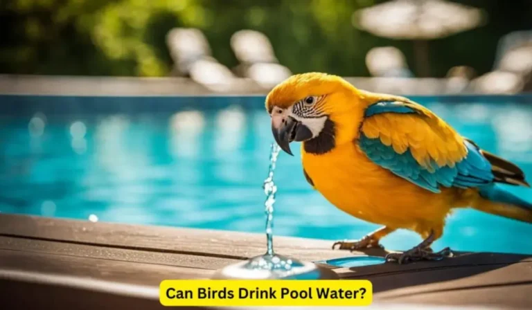 Can Birds Drink Pool Water?