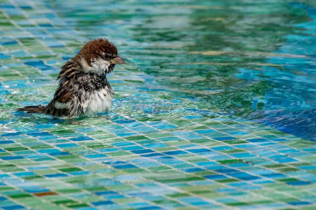 Can Birds Drink Pool Water?