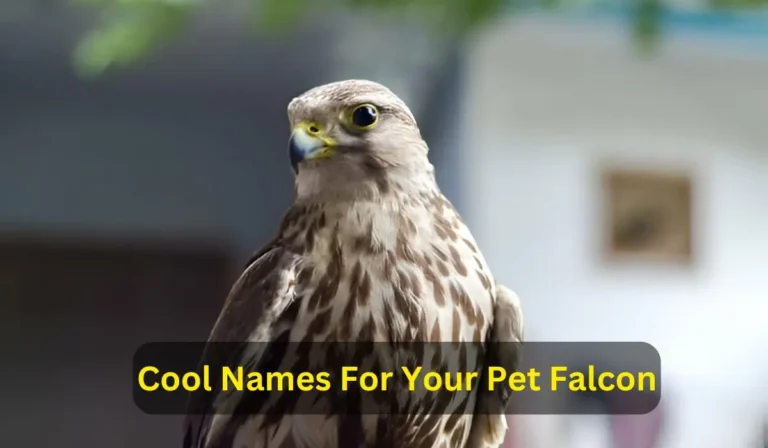 Cool Names For Your Pet Falcon