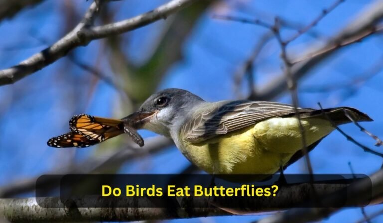 Do Birds Eat Butterflies?
