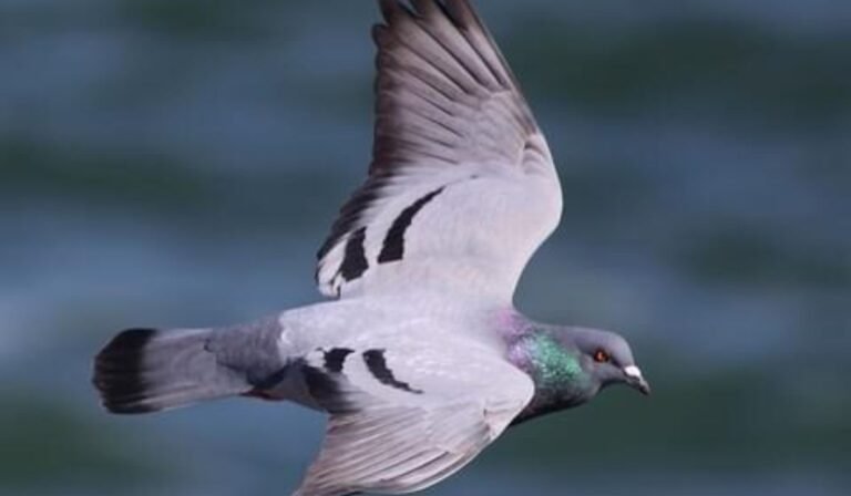 Doves & Pigeons in Ohio: