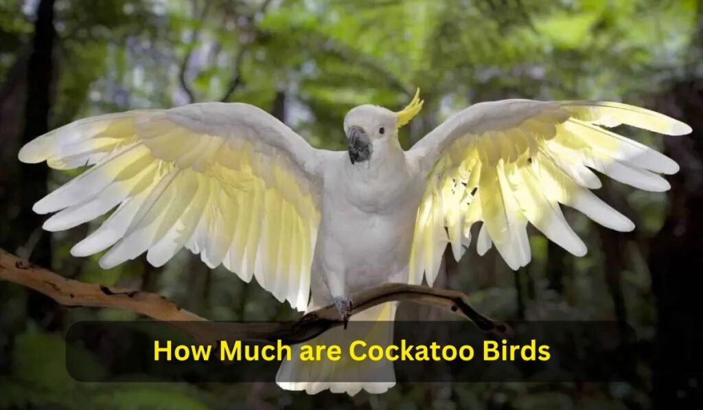 How Much are Cockatoo Birds