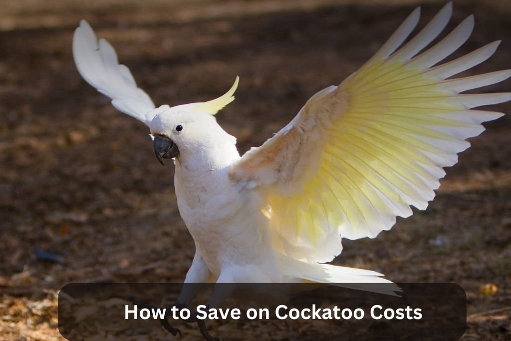 How to Save on Cockatoo Costs