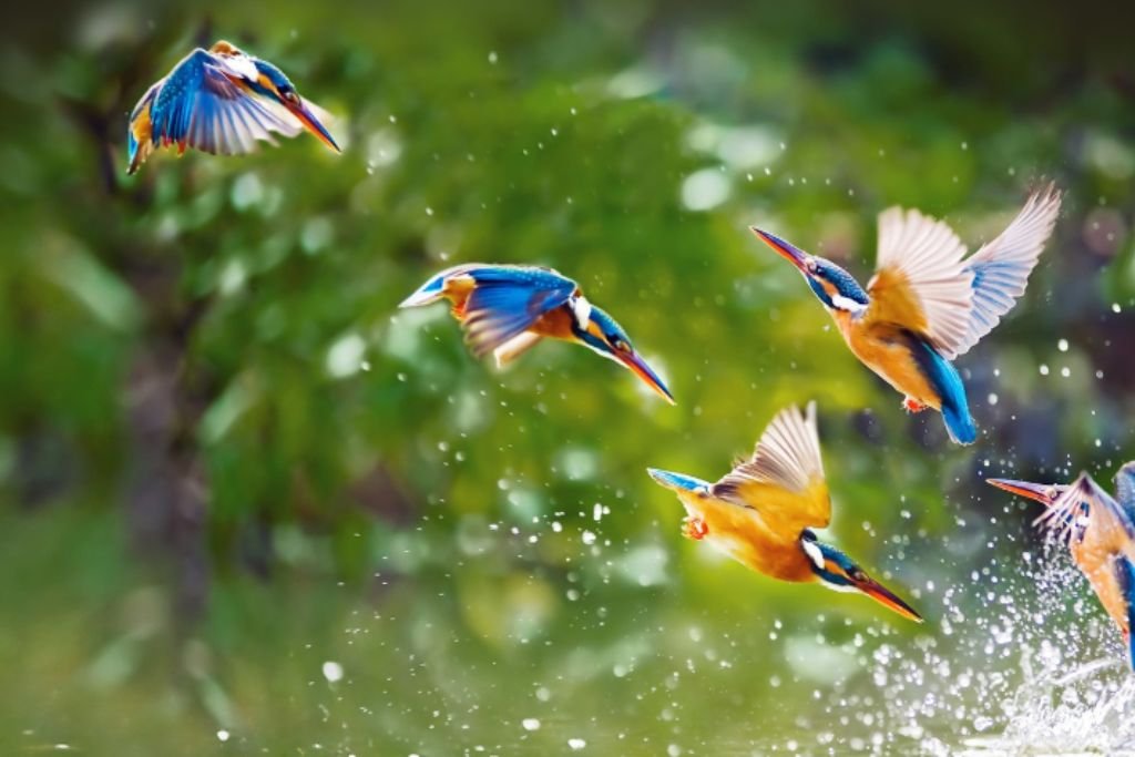 What is the Difference between Birds and Reptiles