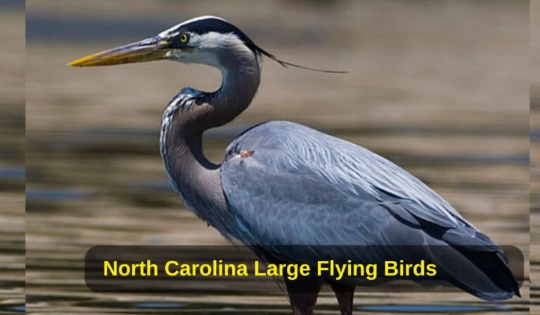 North Carolina Large Flying Birds