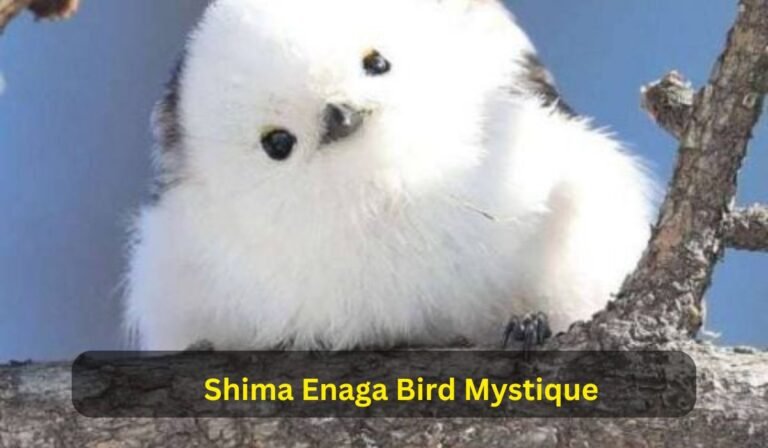 Shima Enaga Bird Mystique
