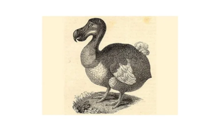 Sound of a Dodo Bird