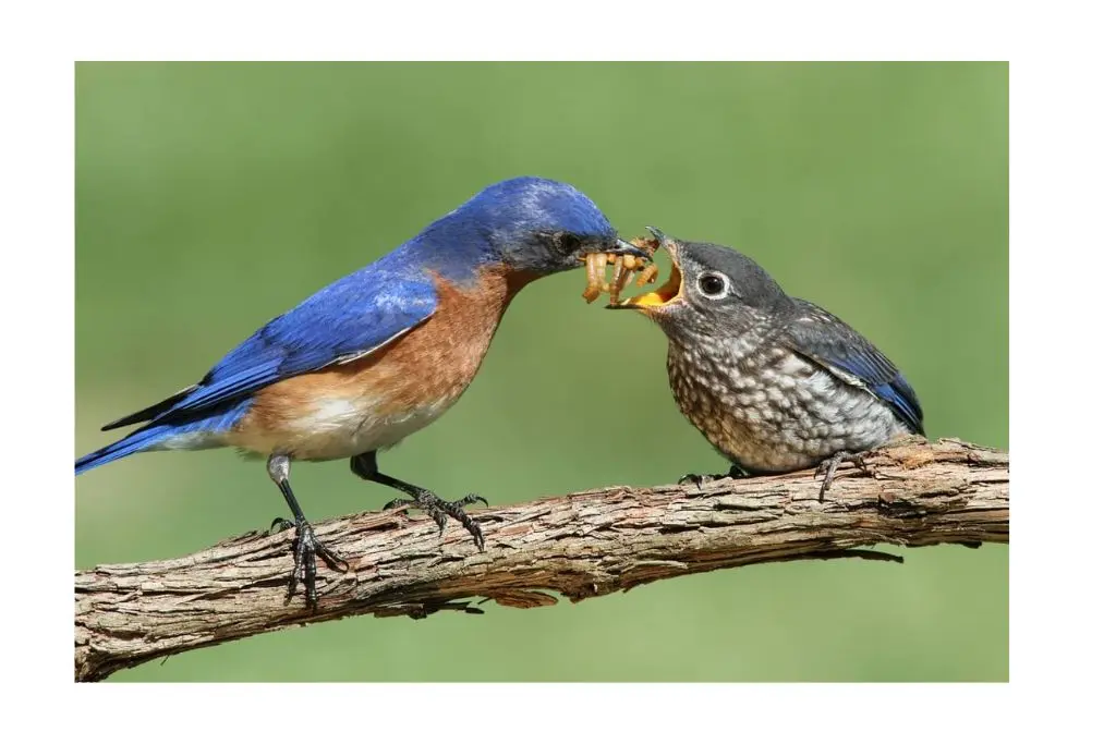 what birds eat wasps