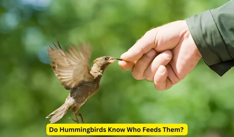 Do Hummingbirds Know Who Feeds Them?