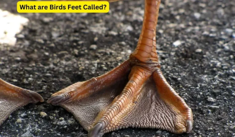 what are birds feet called?