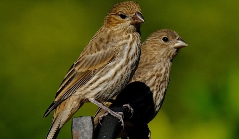 Finches in California