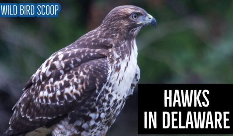 Hawks That Live in Delaware: