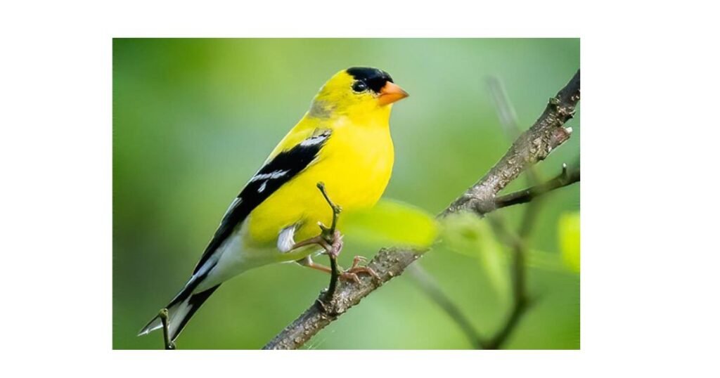 American Goldfinch