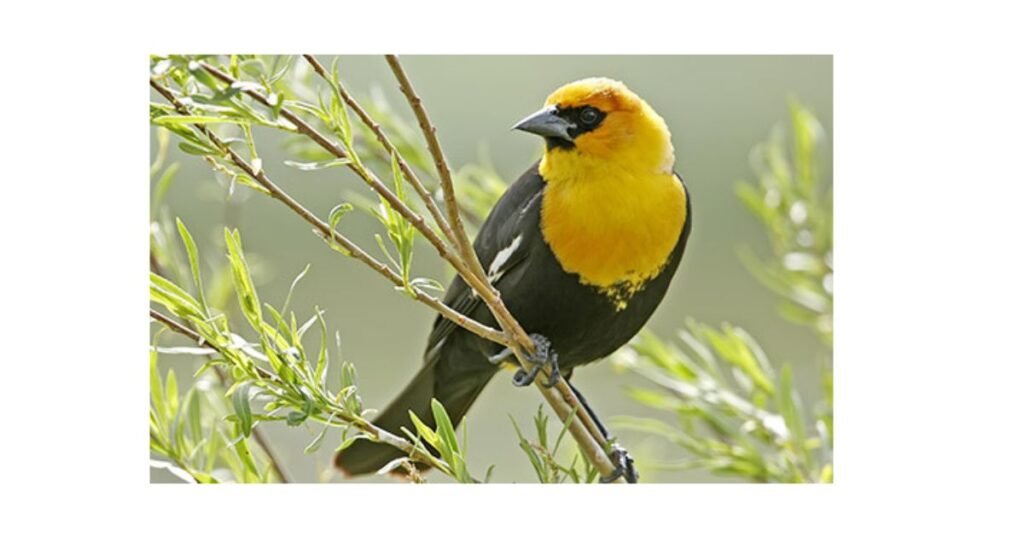 Birds That Are Yellow and Black