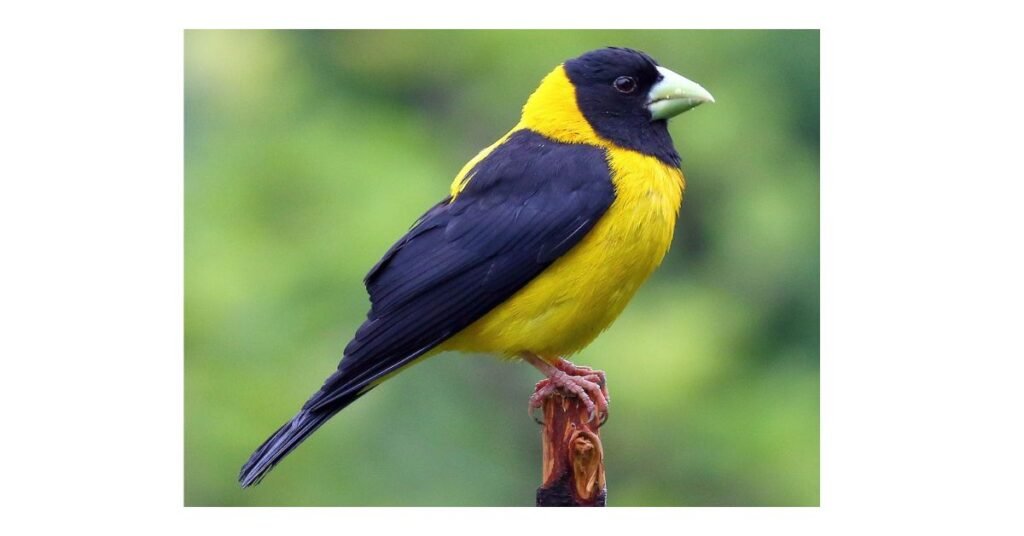 Birds That Are Yellow and Black