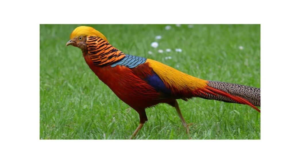 Golden Pheasant